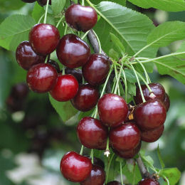 Cherry Tree, Self-fertile Dwarf Carmine Jewel